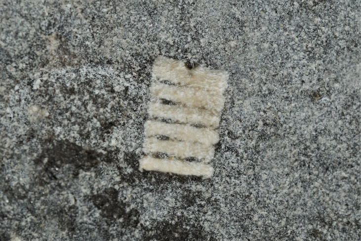Pentacrinus tuberculatus non visible sur le site, pierre de montant de porte.
